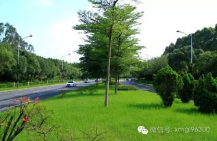 重现魅力的环岛路景观工程