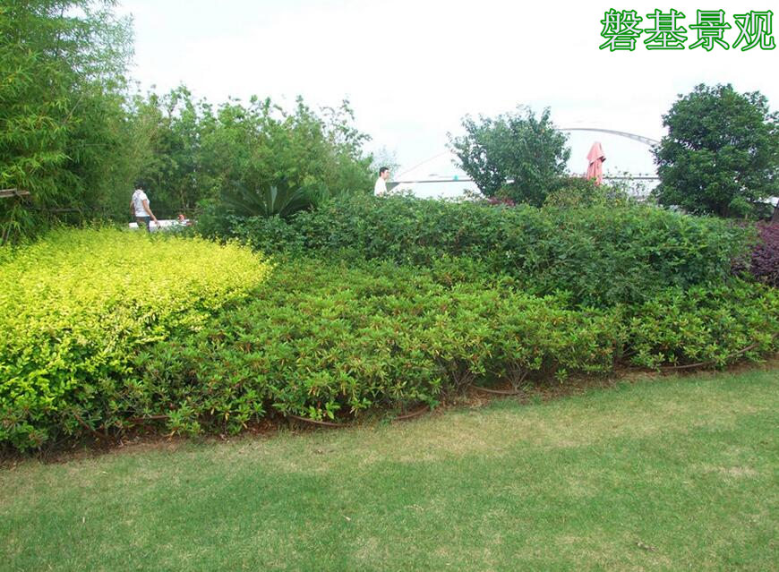 安康屋顶绿化设计 融合生态与艺术的景观工程实践